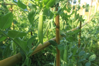 B&B_moulin-scalagrand_organic-peas-permaculture_©2018